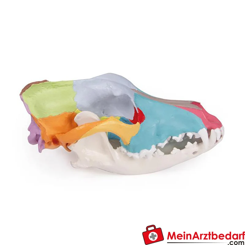 Erler-Zimmer Hundeschädel Replikat didaktisch bemalt mit beweglichem abnehmbarem Unterkiefer, 22×10×10 cm