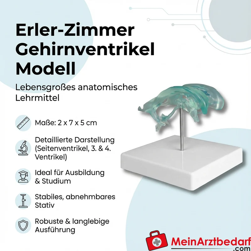 Erler-Zimmer Gehirnventrikel Modell, lebensgroß, detailliert, mit Stativ