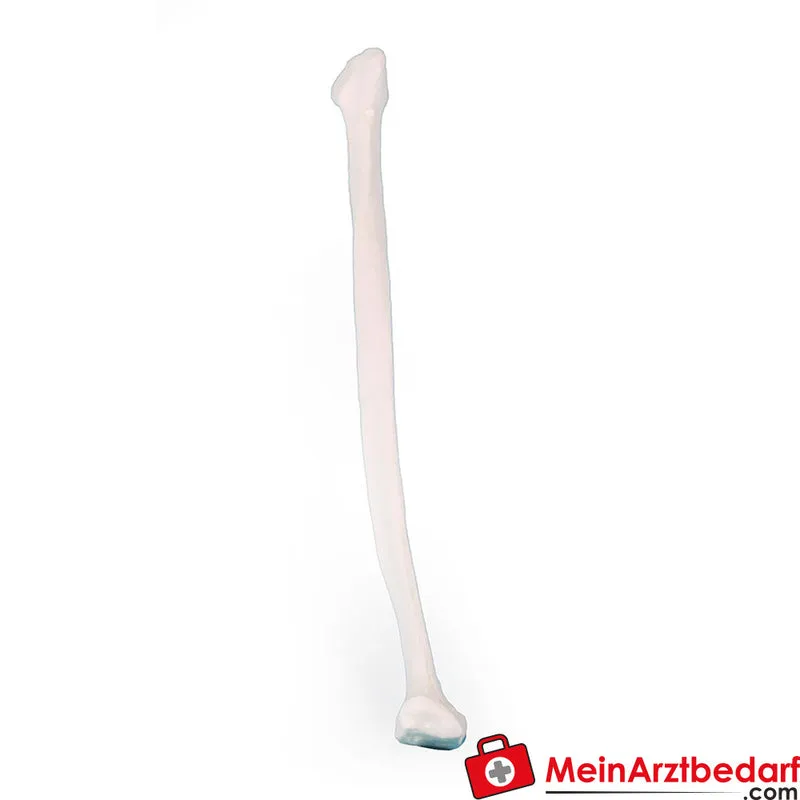 Erler-Zimmer Fibula (Wadenbein) rechts lebensgroßer Naturabguss