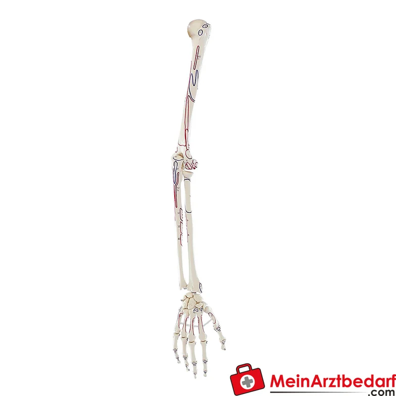 Erler-Zimmer Armskelett, anatomisches Physiotherapie-Lehrmodell mit abnehmbarem Schultergürtel und markierten Muskelursprüngen