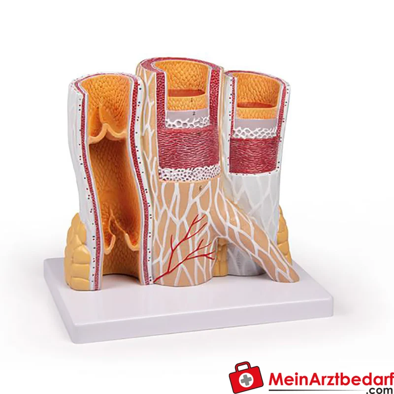 Arterie- und Venenmodell 20-fach vergrößert, Lehrmodell für Histologie