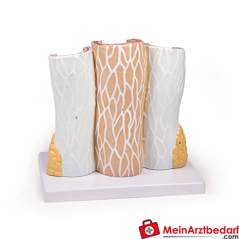 Arterie- und Venenmodell 20-fach vergrößert, Lehrmodell für Histologie