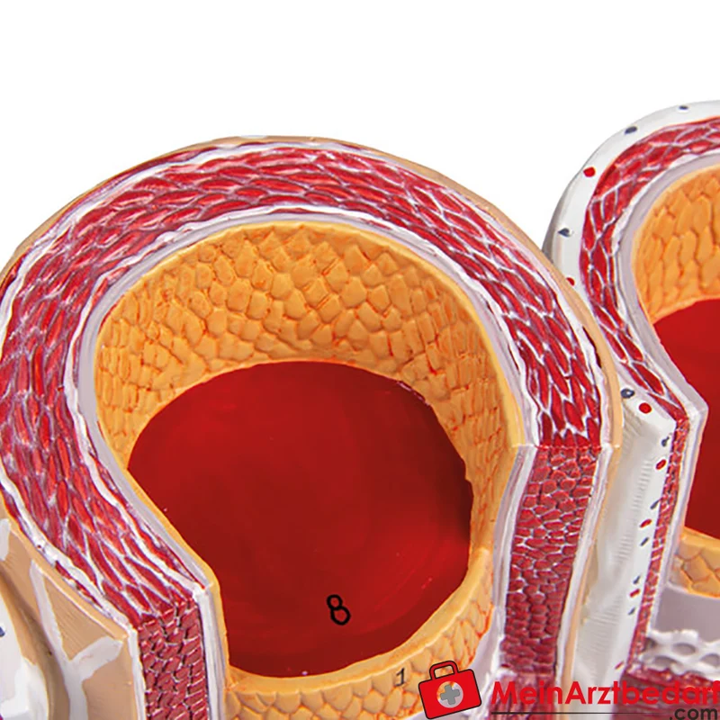 Arterie- und Venenmodell 20-fach vergrößert, Lehrmodell für Histologie