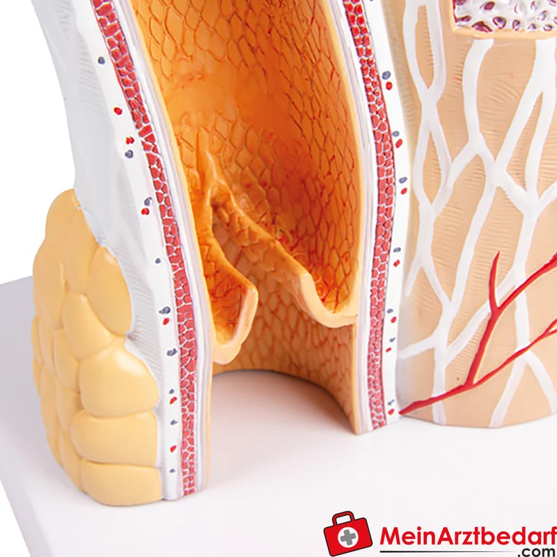 Arterie- und Venenmodell 20-fach vergrößert, Lehrmodell für Histologie