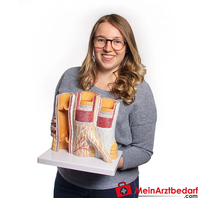 Arterie- und Venenmodell 20-fach vergrößert, Lehrmodell für Histologie