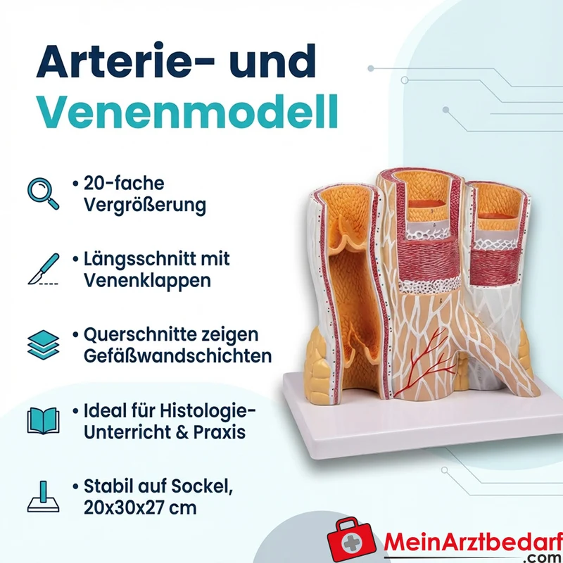 Arterie- und Venenmodell 20-fach vergrößert, Lehrmodell für Histologie