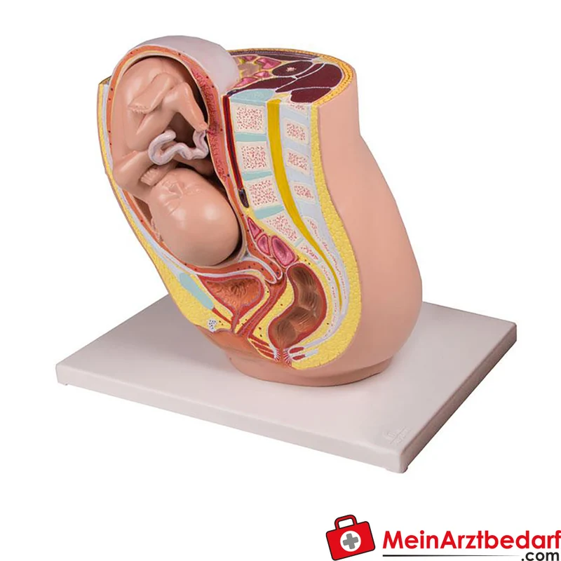 Schwangerschaftsbecken mit Fetus 32. SSW, lebensgroß, 2-teilig, Anatomie-Lehrmodell auf Sockel
