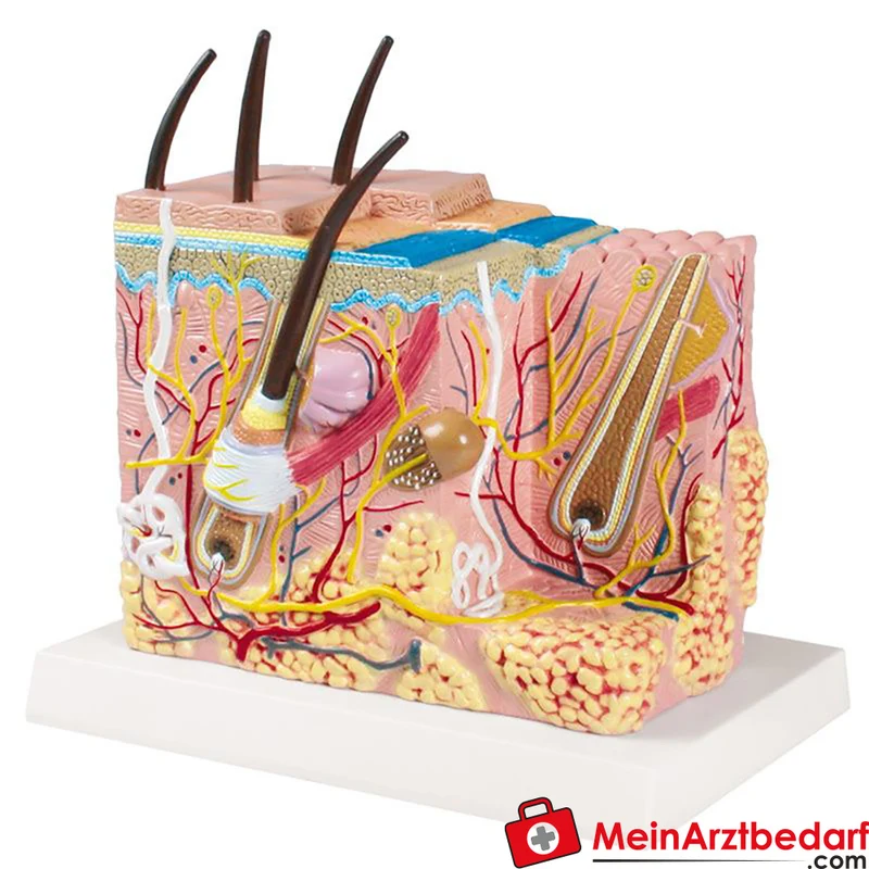 Erler-Zimmer Haut-Blockmodell 50x Vergrößerung 20 x 10 x 20 cm mit AR-App