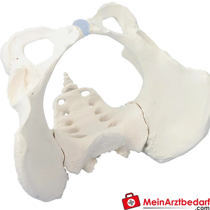Erler-Zimmer Beckenmodell abnehmbares Kreuzbein anatomisches Lehrmodell Erwachsenenbecken