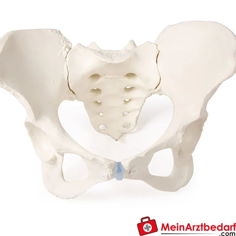 Erler-Zimmer Beckenmodell abnehmbares Kreuzbein anatomisches Lehrmodell Erwachsenenbecken