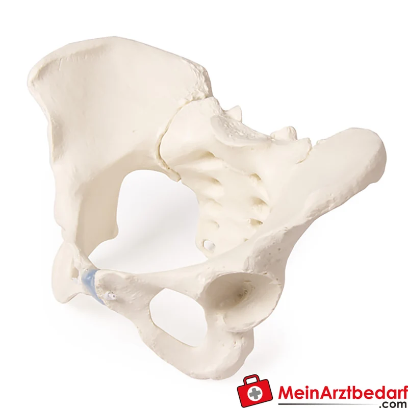 Erler-Zimmer Beckenmodell abnehmbares Kreuzbein anatomisches Lehrmodell Erwachsenenbecken