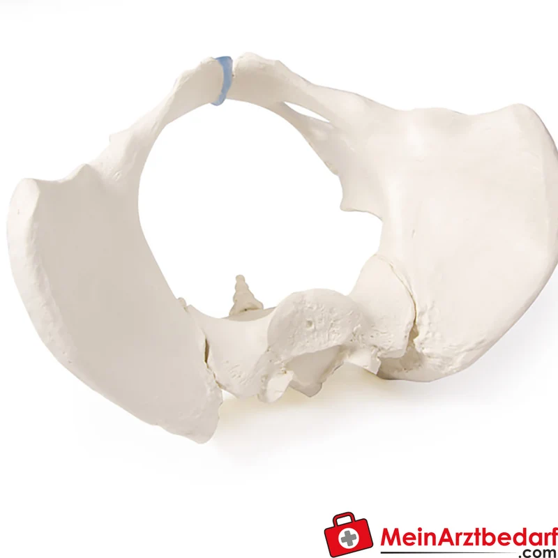 Erler-Zimmer Beckenmodell abnehmbares Kreuzbein anatomisches Lehrmodell Erwachsenenbecken