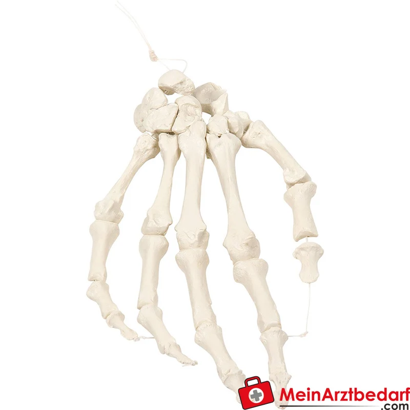 Erler-Zimmer Handskelett, nylonmontiert, separierbare Handknochen