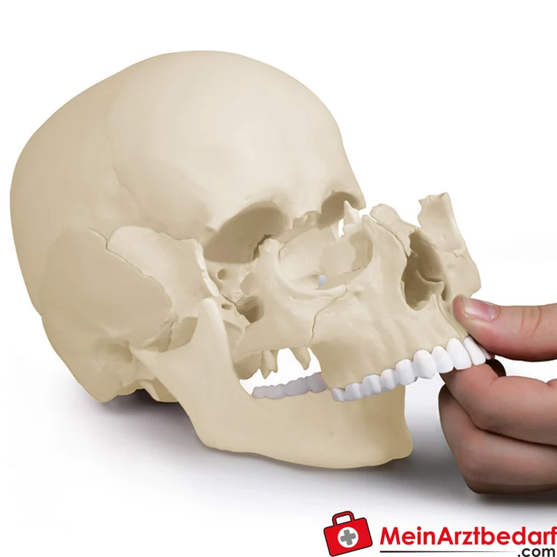 Erler-Zimmer Osteopathie-Schädelmodell 22-teilig anatomisch, magnetische Einzelknochen, lebensgroß