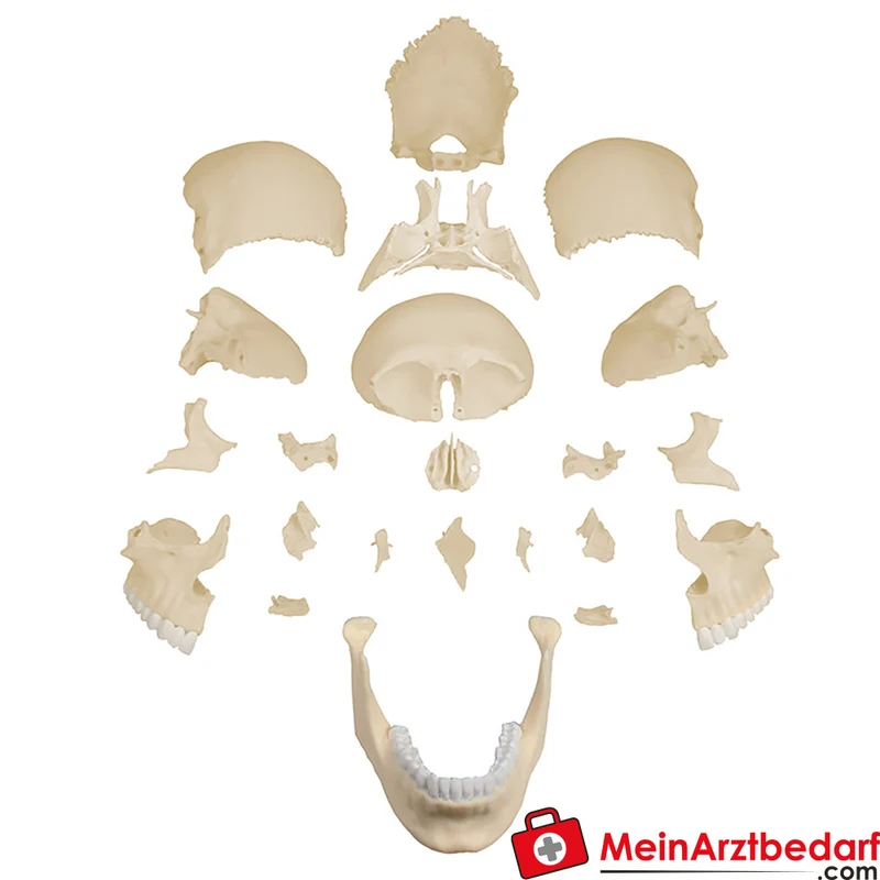 Erler-Zimmer Osteopathie-Schädelmodell 22-teilig anatomisch, magnetische Einzelknochen, lebensgroß
