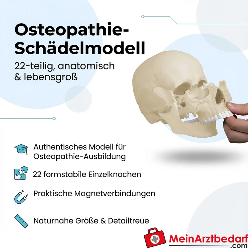 Erler-Zimmer Osteopathie-Schädelmodell 22-teilig anatomisch, magnetische Einzelknochen, lebensgroß