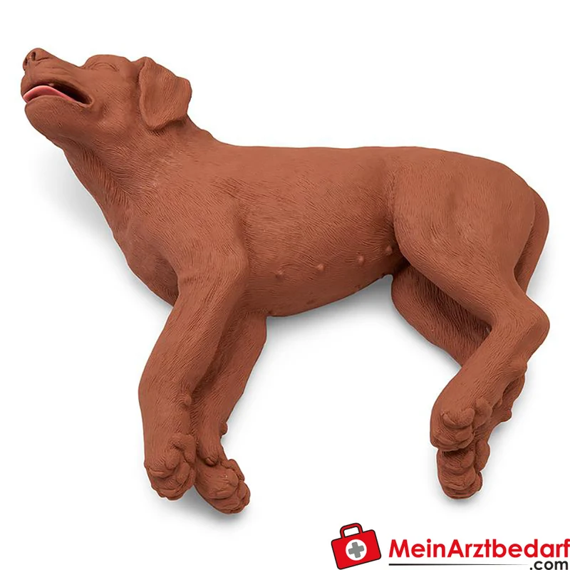 Erler-Zimmer HLW-Übungshund CasPeR mit 100 Wechsel-Atemwegen