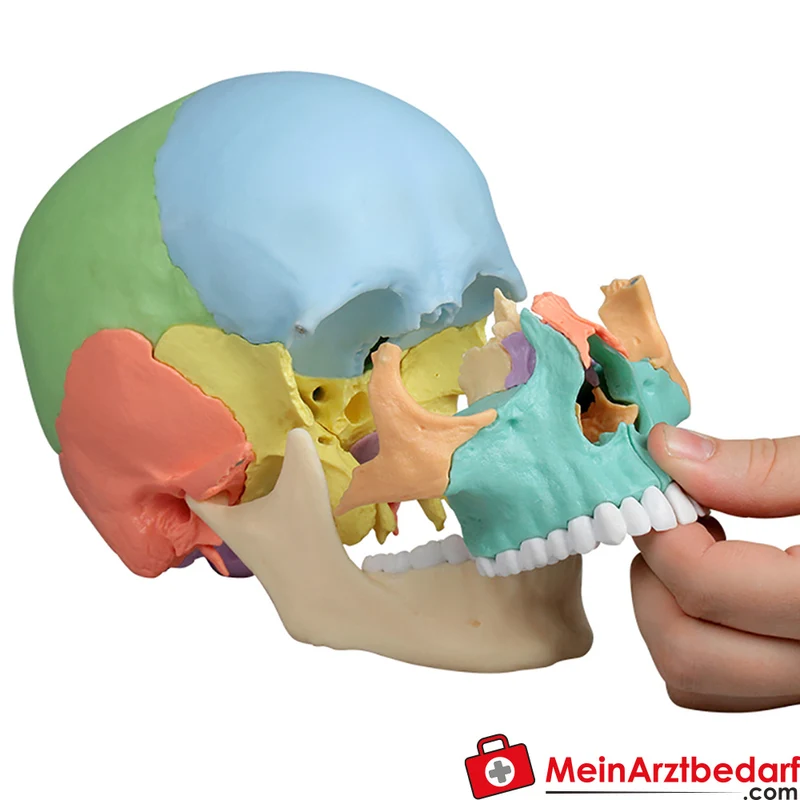 Erler-Zimmer Osteopathie-Schädelmodell 22-teilig, didaktische Farbgebung, magnetisch zerlegbar EZ Augmented Anatomy