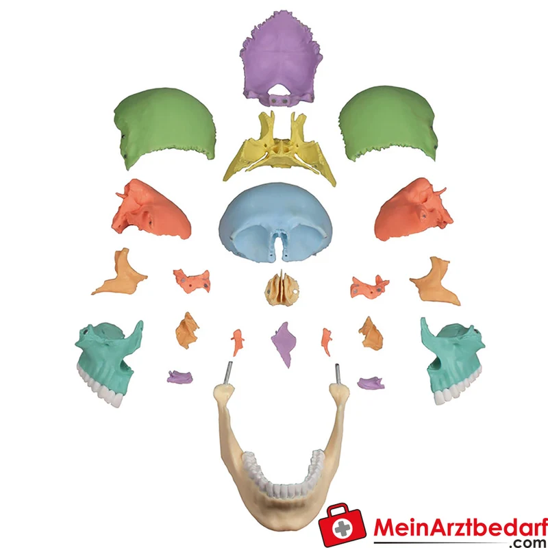 Erler-Zimmer Osteopathie-Schädelmodell 22-teilig, didaktische Farbgebung, magnetisch zerlegbar EZ Augmented Anatomy