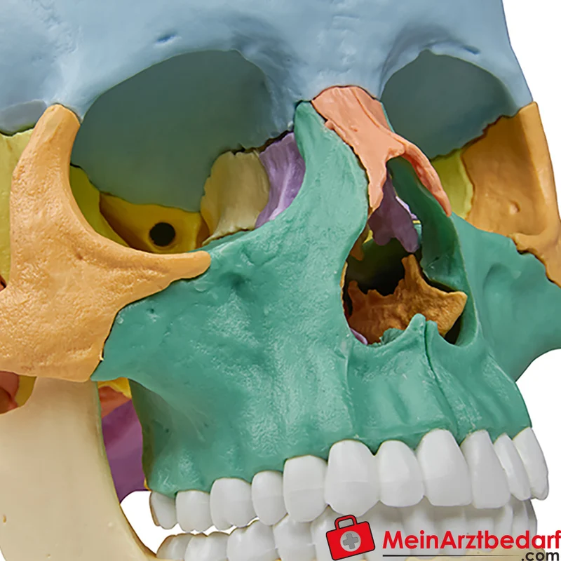Erler-Zimmer Osteopathie-Schädelmodell 22-teilig, didaktische Farbgebung, magnetisch zerlegbar EZ Augmented Anatomy