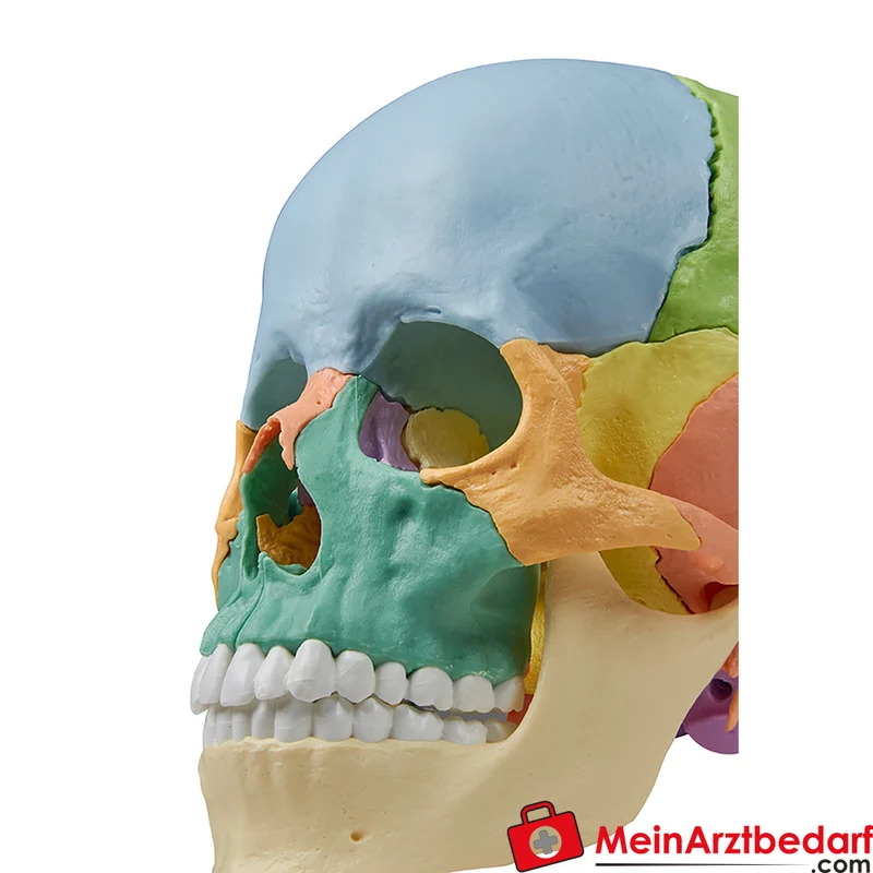 Erler-Zimmer Osteopathie-Schädelmodell 22-teilig, didaktische Farbgebung, magnetisch zerlegbar EZ Augmented Anatomy