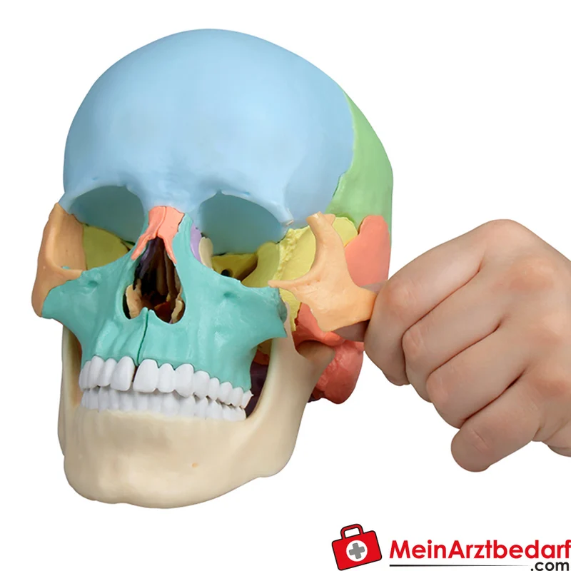 Erler-Zimmer Osteopathie-Schädelmodell 22-teilig, didaktische Farbgebung, magnetisch zerlegbar EZ Augmented Anatomy