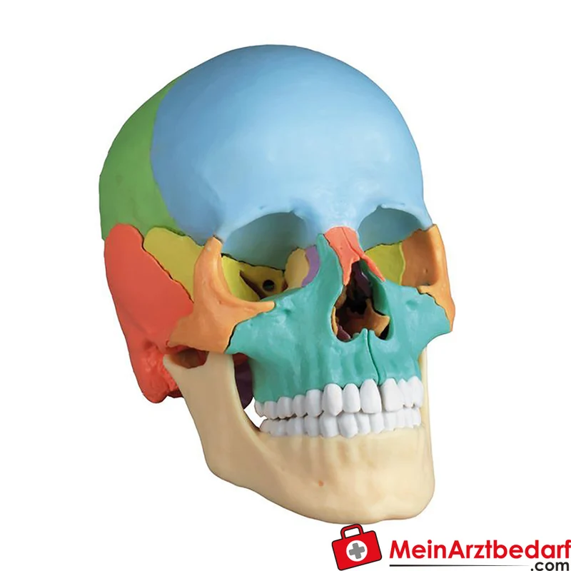 Erler-Zimmer Osteopathie-Schädelmodell 22-teilig, didaktische Farbgebung, magnetisch zerlegbar EZ Augmented Anatomy