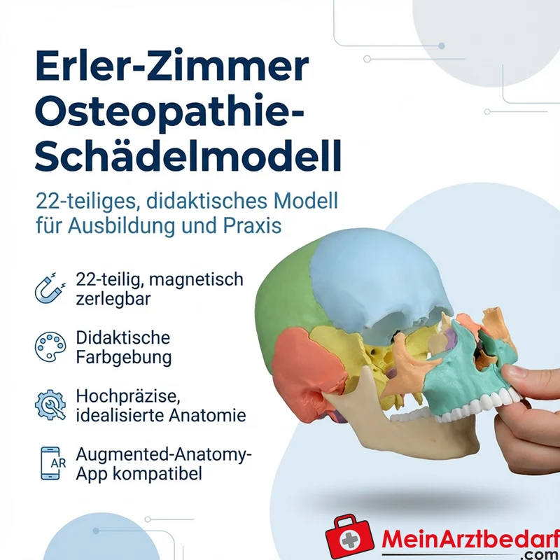 Erler-Zimmer Osteopathie-Schädelmodell 22-teilig, didaktische Farbgebung, magnetisch zerlegbar EZ Augmented Anatomy