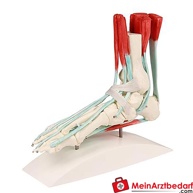 Erler-Zimmer Fußskelett mit Sehnenapparat anatomisches montierbares Lehrmodell