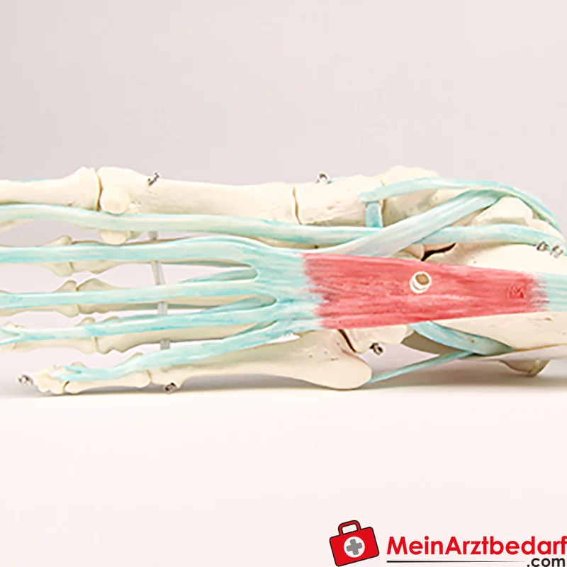 Erler-Zimmer Fußskelett mit Sehnenapparat anatomisches montierbares Lehrmodell