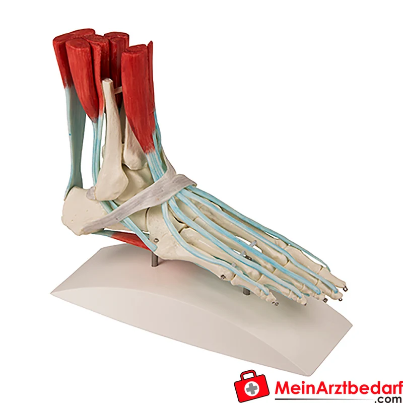 Erler-Zimmer Fußskelett mit Sehnenapparat anatomisches montierbares Lehrmodell