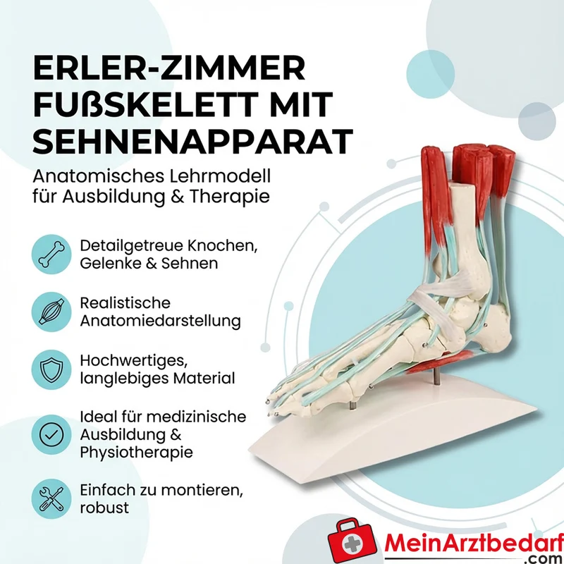 Erler-Zimmer Fußskelett mit Sehnenapparat anatomisches montierbares Lehrmodell
