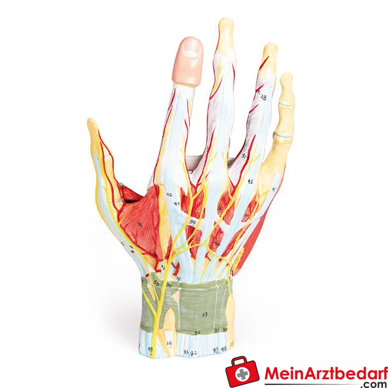 Erler-Zimmer Handanatomie-Modell, 7-teilig mit abnehmbaren Schichten