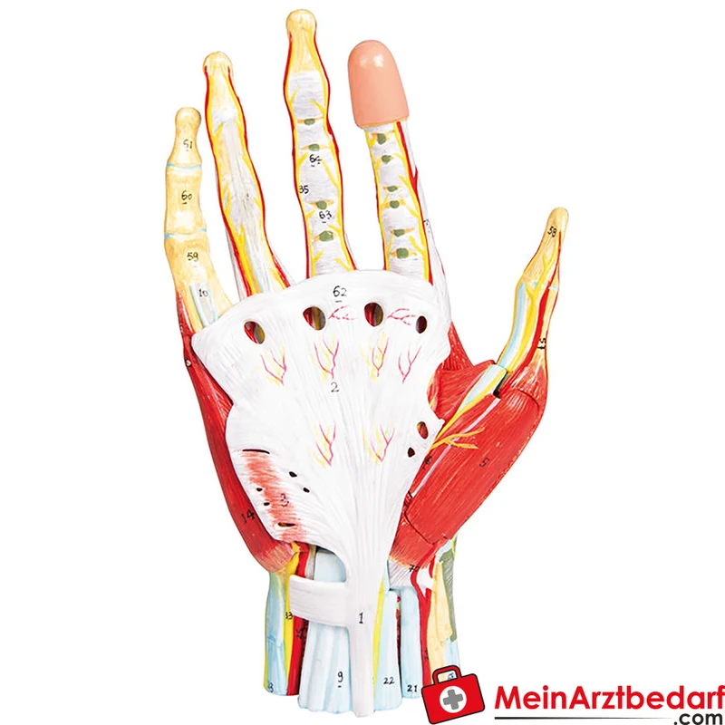 Erler-Zimmer Handanatomie-Modell, 7-teilig mit abnehmbaren Schichten