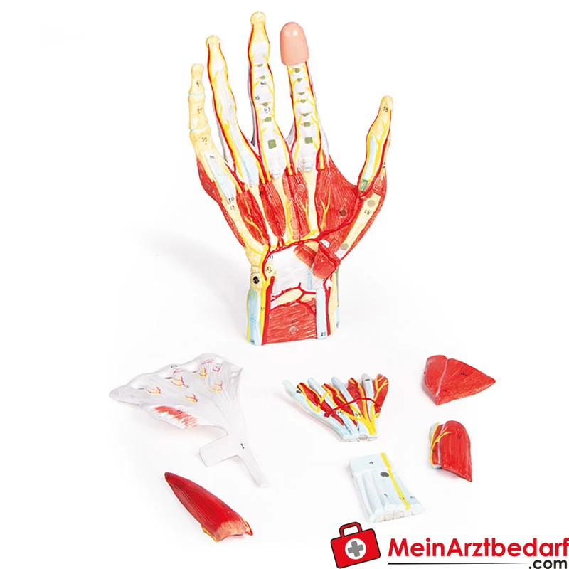 Erler-Zimmer Handanatomie-Modell, 7-teilig mit abnehmbaren Schichten