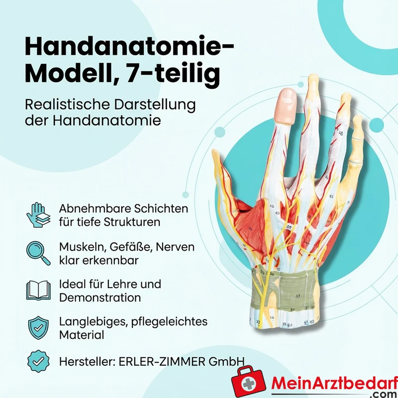 Erler-Zimmer Handanatomie-Modell, 7-teilig mit abnehmbaren Schichten