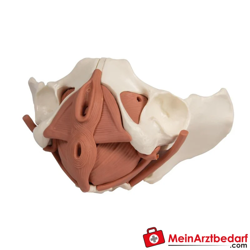 Erler-Zimmer Weibliches Beckenbodenmodell 12-teilig magnetisch anatomisches Lehrmodell 27x18x17 cm