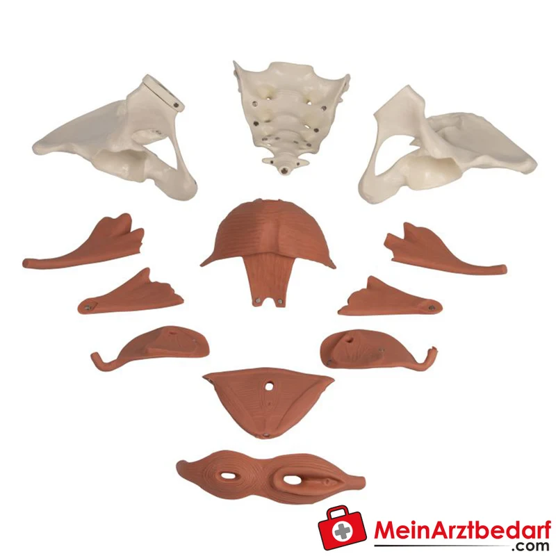Erler-Zimmer Weibliches Beckenbodenmodell 12-teilig magnetisch anatomisches Lehrmodell 27x18x17 cm