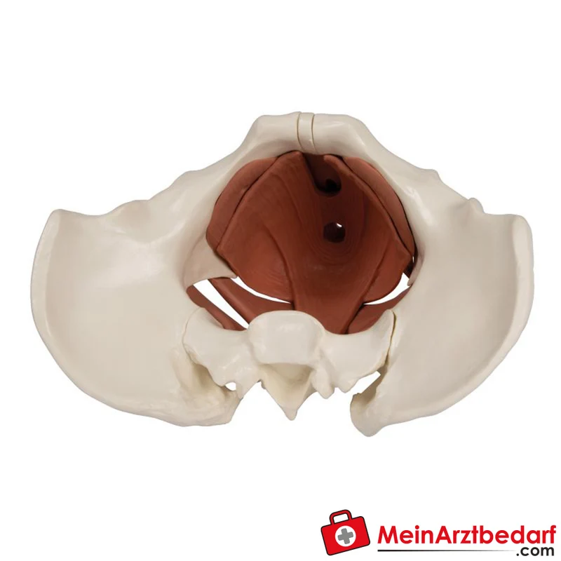 Erler-Zimmer Weibliches Beckenbodenmodell 12-teilig magnetisch anatomisches Lehrmodell 27x18x17 cm