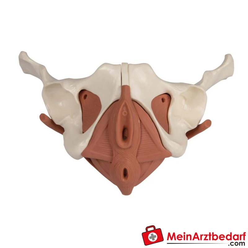Erler-Zimmer Weibliches Beckenbodenmodell 12-teilig magnetisch anatomisches Lehrmodell 27x18x17 cm