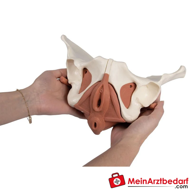 Erler-Zimmer Weibliches Beckenbodenmodell 12-teilig magnetisch anatomisches Lehrmodell 27x18x17 cm