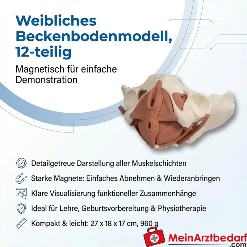 Erler-Zimmer Weibliches Beckenbodenmodell 12-teilig magnetisch anatomisches Lehrmodell 27x18x17 cm