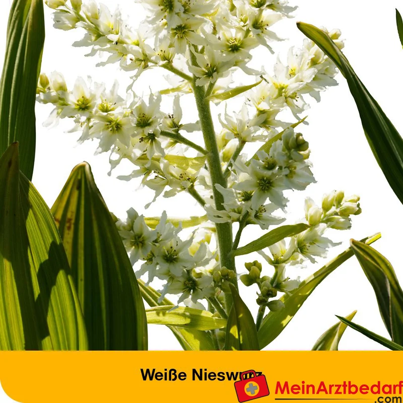 dystoLoges® Tropfen homöopathisches Arzneimittel bei Nervosität und Einschlafstörungen, 50 ml